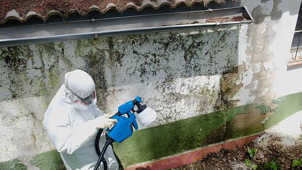 Trusted Commercial Mold Remediation service in Thonotosassa, FL - Cheap Mold Removal